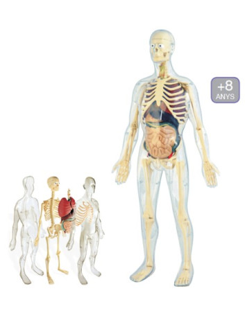 ANATOMIA HUMANA 45 PIEZAS....