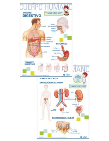 LAMINES D'ANATOMIA 70x100 -...
